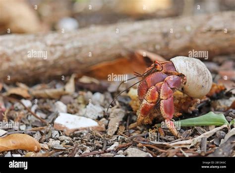 purple pincher hermit crab care|HERMIT CRAB 101: Purple Pincher Hermit Crab Care .